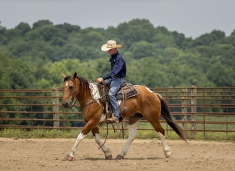 Paint Horse Mix, Wałach, 10 lat, 157 cm
