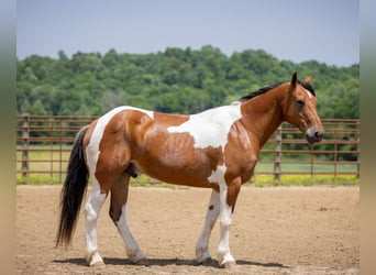 Paint Horse Mix, Wałach, 10 lat, 157 cm