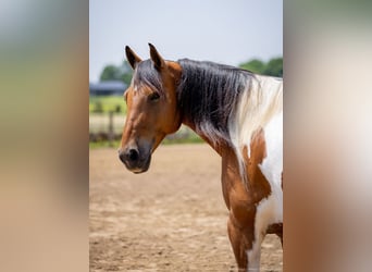 Paint Horse Mix, Wałach, 10 lat, 157 cm