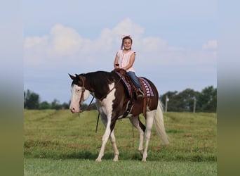 Paint Horse, Wałach, 11 lat, 152 cm, Overo wszelkich maści