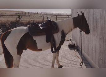 Paint Horse, Wałach, 12 lat, 155 cm, Srokata
