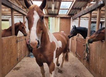Paint Horse Mix, Wałach, 14 lat, 161 cm, Srokata