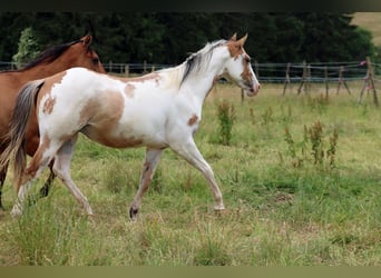 Paint Horse, Wałach, 2 lat, 150 cm, Overo wszelkich maści