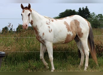 Paint Horse, Wałach, 2 lat, 150 cm, Overo wszelkich maści
