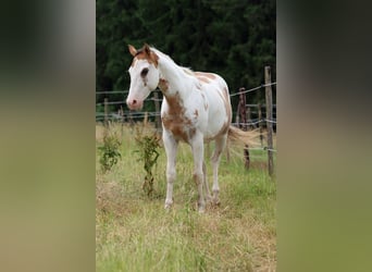 Paint Horse, Wałach, 2 lat, 150 cm, Overo wszelkich maści