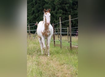 Paint Horse, Wałach, 2 lat, 150 cm, Overo wszelkich maści