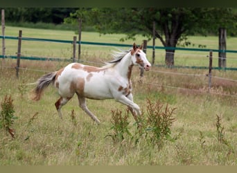 Paint Horse, Wałach, 2 lat, 150 cm, Overo wszelkich maści
