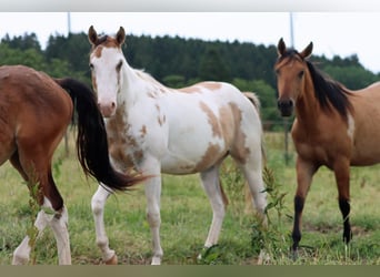 Paint Horse, Wałach, 2 lat, 150 cm, Overo wszelkich maści