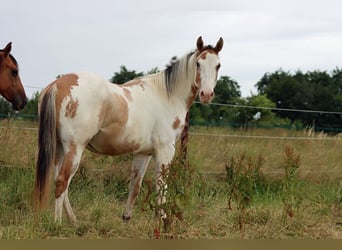 Paint Horse, Wałach, 2 lat, 150 cm, Overo wszelkich maści