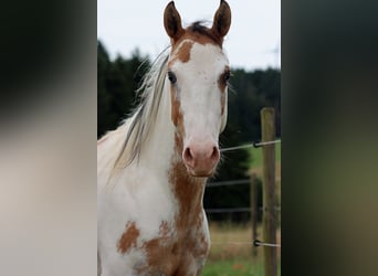 Paint Horse, Wałach, 2 lat, 150 cm, Overo wszelkich maści