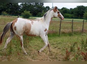 Paint Horse, Wałach, 2 lat, 150 cm, Overo wszelkich maści