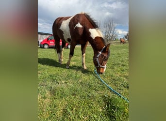 Paint Horse, Wałach, 2 lat, 150 cm, Tobiano wszelkich maści