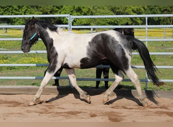 Paint Horse, Wałach, 2 lat, Tobiano wszelkich maści