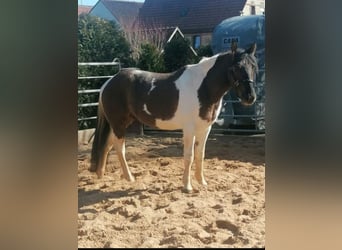 Paint Horse Mix, Wałach, 3 lat, 145 cm, Grullo