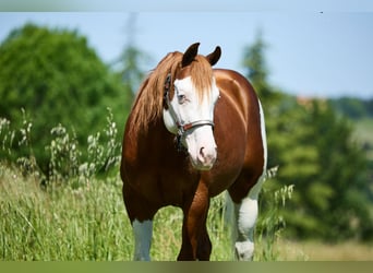 Paint Horse, Wałach, 3 lat, 153 cm, Biała