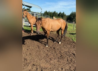 Paint Horse, Wałach, 3 lat, 153 cm, Bułana