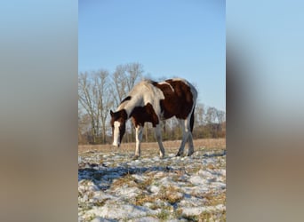 Paint Horse, Wałach, 3 lat, 153 cm, Tobiano wszelkich maści