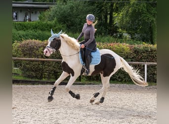Paint Horse Mix, Wałach, 3 lat, 155 cm, Srokata