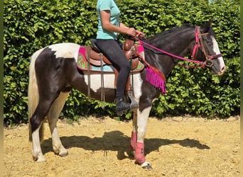 Paint Horse Mix, Wałach, 4 lat, 150 cm, Srokata