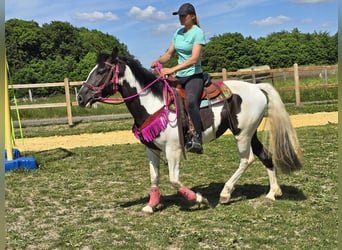 Paint Horse Mix, Wałach, 4 lat, 150 cm, Srokata