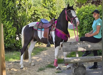 Paint Horse Mix, Wałach, 4 lat, 150 cm, Srokata