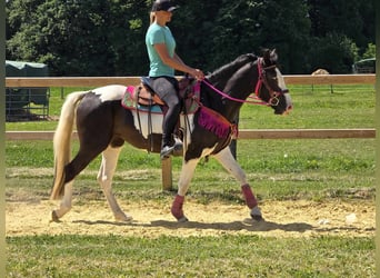 Paint Horse Mix, Wałach, 4 lat, 150 cm, Srokata