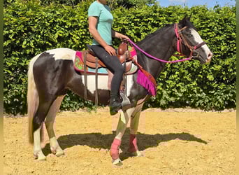 Paint Horse Mix, Wałach, 4 lat, 150 cm, Srokata