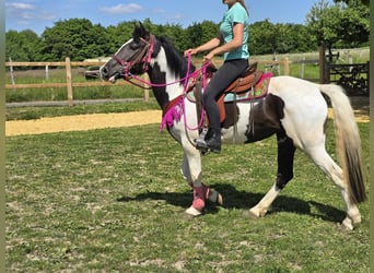 Paint Horse Mix, Wałach, 4 lat, 150 cm, Srokata