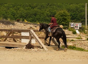 Paint Horse, Wałach, 5 lat, 150 cm, Overo wszelkich maści