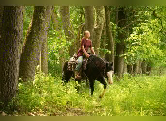 Paint Horse, Wałach, 5 lat, 150 cm, Overo wszelkich maści