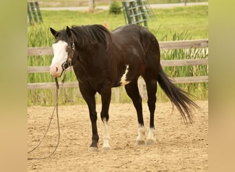 Paint Horse, Wałach, 5 lat, 150 cm, Overo wszelkich maści