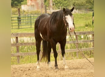 Paint Horse, Wałach, 5 lat, 150 cm, Overo wszelkich maści