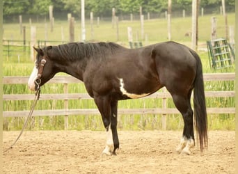 Paint Horse, Wałach, 5 lat, 150 cm, Overo wszelkich maści