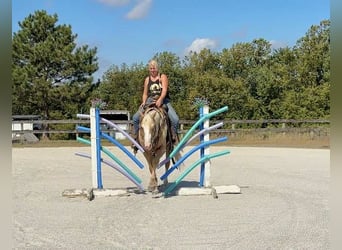 Paint Horse, Wałach, 5 lat, 152 cm, Izabelowata
