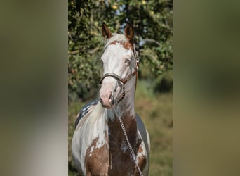 Paint Horse, Wałach, 5 lat, 160 cm, Overo wszelkich maści