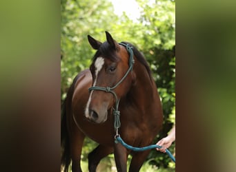 Paint Horse, Wałach, 6 lat, 150 cm, Gniada