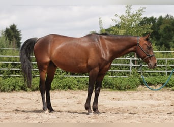 Paint Horse, Wałach, 6 lat, 150 cm, Gniada