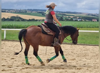 Paint Horse, Wałach, 6 lat, 152 cm, Gniada