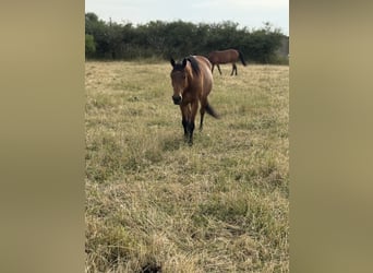Paint Horse, Wałach, 6 lat, 153 cm, Gniada