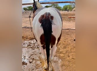 Paint Horse, Wałach, 7 lat, 152 cm, Tobiano wszelkich maści