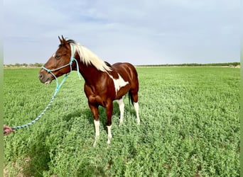 Paint Horse, Wałach, 7 lat, 152 cm, Tobiano wszelkich maści