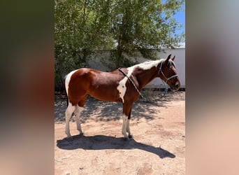 Paint Horse, Wałach, 7 lat, 152 cm, Tobiano wszelkich maści