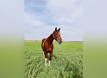 Paint Horse, Wałach, 7 lat, 152 cm, Tobiano wszelkich maści