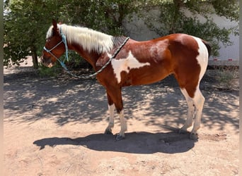 Paint Horse, Wałach, 7 lat, 152 cm, Tobiano wszelkich maści