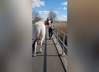 Paint Horse, Wałach, 7 lat, 157 cm, Tovero wszelkich maści