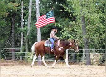 Paint Horse, Wałach, 7 lat, 160 cm, Srokata