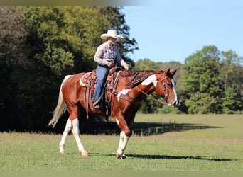 Paint Horse, Wałach, 7 lat, 160 cm, Srokata