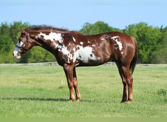 Paint Horse, Wałach, 8 lat, 152 cm, Overo wszelkich maści