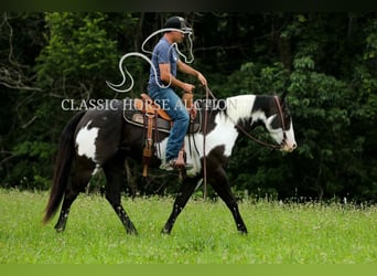 Paint Horse, Wałach, 8 lat, 152 cm, Tovero wszelkich maści