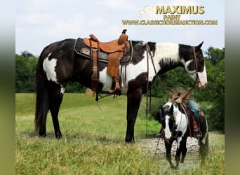 Paint Horse, Wałach, 8 lat, 152 cm, Tovero wszelkich maści